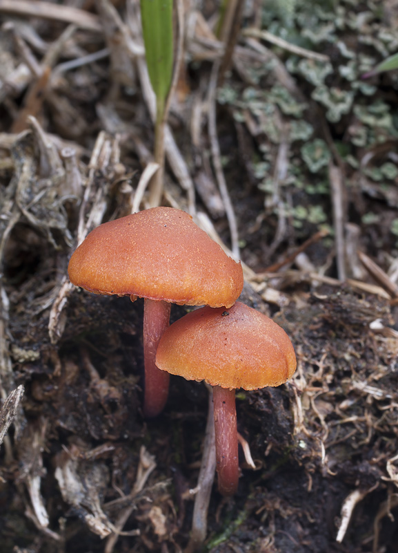 Gymnopilus fulgens